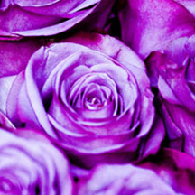 网页攻击器教程