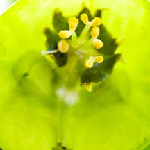 安卓ddos攻击工具